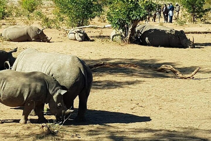 Mosi-oa-Tunya Rhino Walk and Game Drive — Livingstone Wildlife Experience photo 2