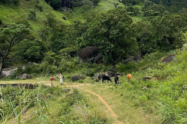 Hiking the Knuckles Mountain Range from Kandy — Day Hike into Sri Lanka’s Mist-Laden Peaks photo 3