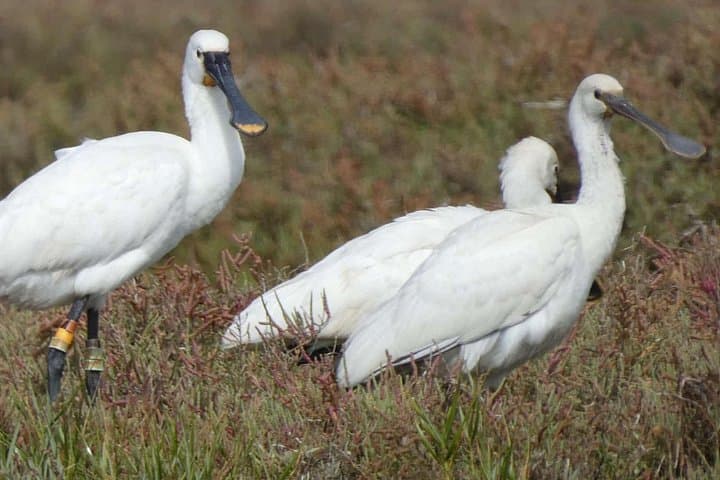 Solar-Powered Birdwatching in Ria Formosa: Eco Boat Tour from Faro photo 5