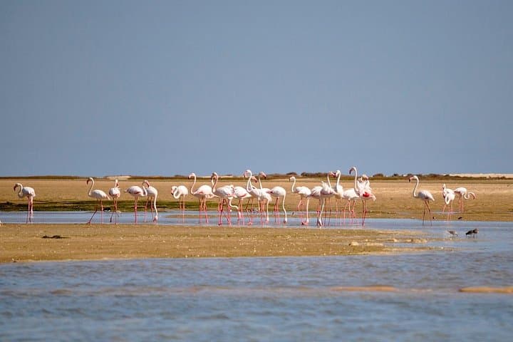 Solar-Powered Birdwatching in Ria Formosa: Eco Boat Tour from Faro photo 2
