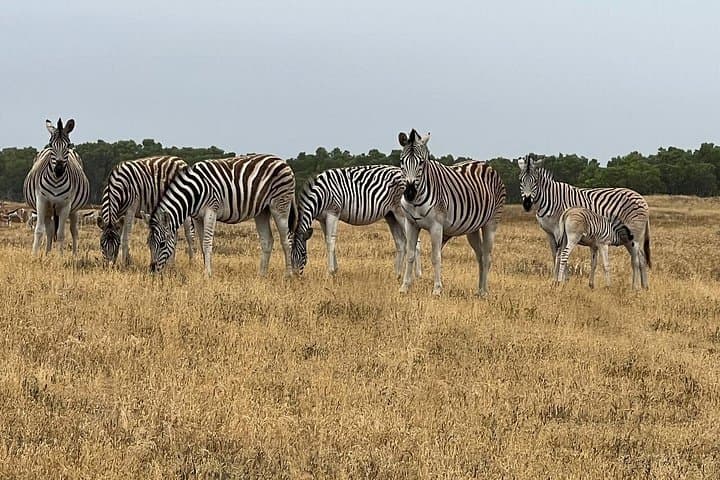 Full-Day Yzerfontein Safari & Khwa Ttu San Heritage Experience from Cape Town photo 2