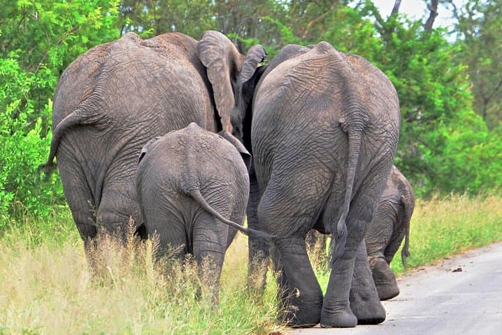 2-Day Hluhluwe Imfolozi Safari and iSimangaliso Wetlands Adventure photo 3