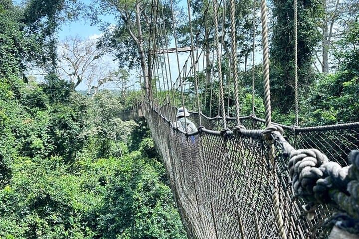 Kakum National Park Canopy Walk: Private Shore Excursion from Takoradi photo 3