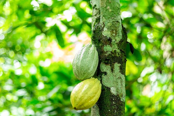 Cocoa Farming Village Tour: Behind-the-Scenes of Ghana’s Chocolate Supply