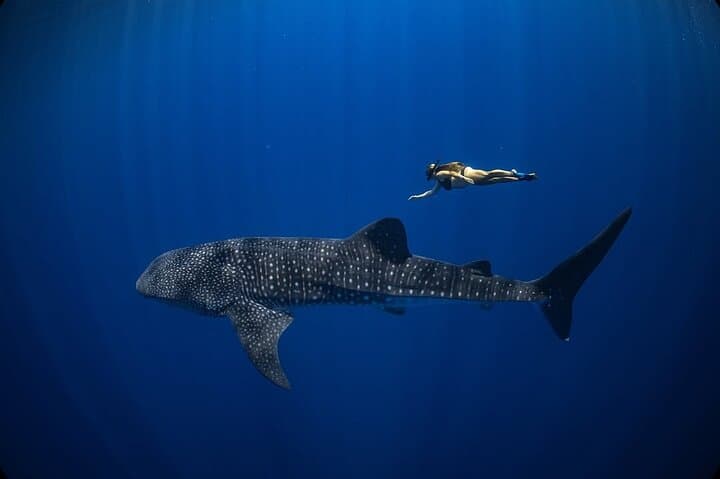 Whale Shark Adventure: 2-Day Sumbawa Whale Shark Snorkel from Lombok photo 4