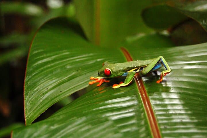 Custom Arenal Volcano Day: Private Off-the-Beaten-Path Tour photo 3