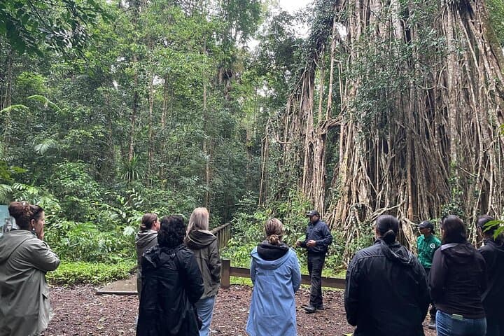Cairns to Atherton Tablelands: Aboriginal Cultural Discovery Tour photo 2