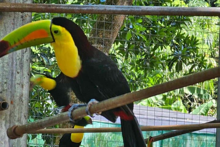 Roatán Wildlife Sanctuary, Chocolate & Rum Tasting with West Bay Snorkel photo 4