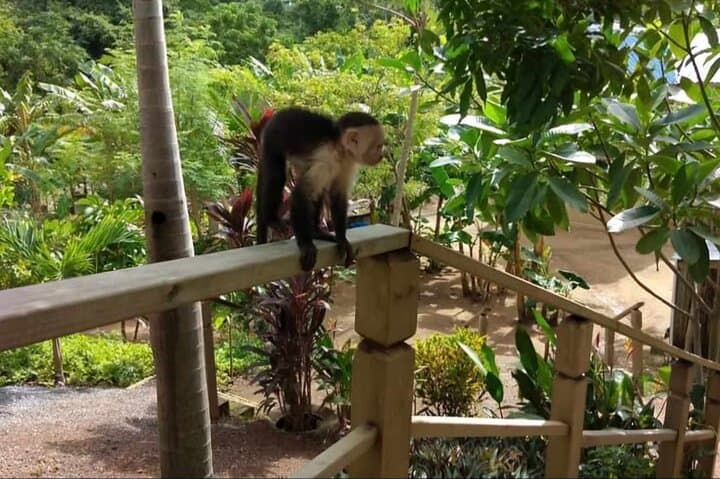 Roatan Wildlife and Beach Combo: Sanctuary, Chocolate Tasting & West Bay Swim photo 2