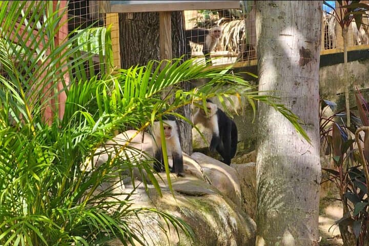 Roatán Wildlife Sanctuary, Chocolate & Rum Tasting with West Bay Snorkel photo 3