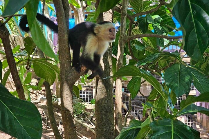 Roatán Wildlife Sanctuary, Chocolate & Rum Tasting with West Bay Snorkel
