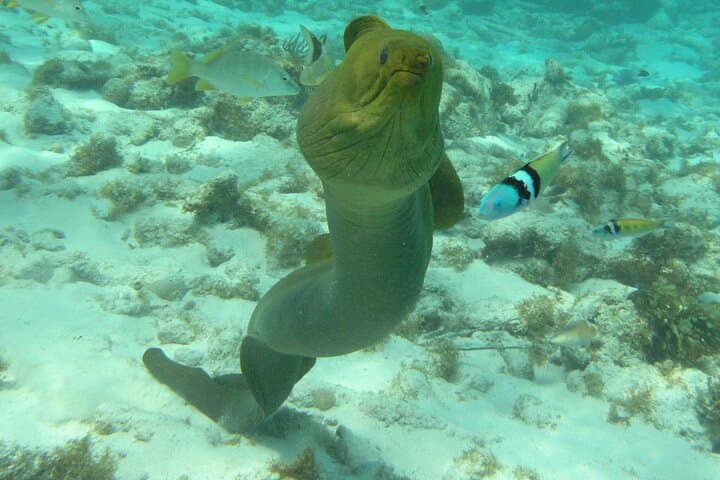 Swim with Stingrays: Stingray City, Coral Gardens & Starfish Point in Grand Cayman photo 3