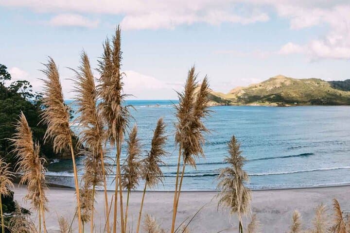 Island Hopper: Scenic Flights to Great Barrier & Waiheke with Wine Tasting from Auckland photo 2