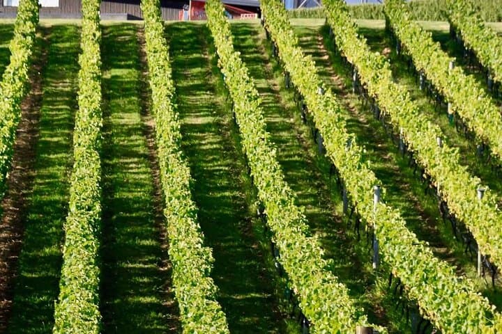 Island Hopper: Scenic Flights to Great Barrier & Waiheke with Wine Tasting from Auckland photo 4