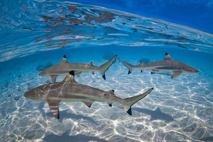 Tahaa Vanilla Tour: Full-Day Outrigger Canoe Excursion & Coral Garden Snorkel photo 5