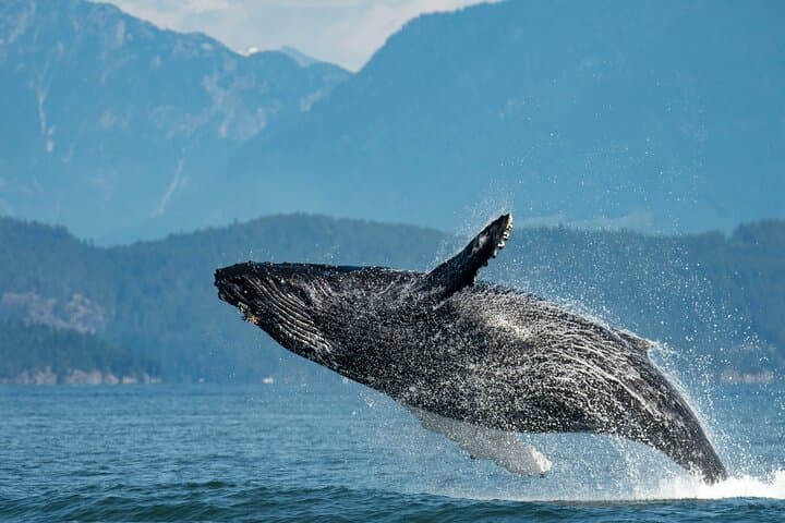 Granville Island Whale Watching: Intimate West Coast Wildlife Cruise photo 3