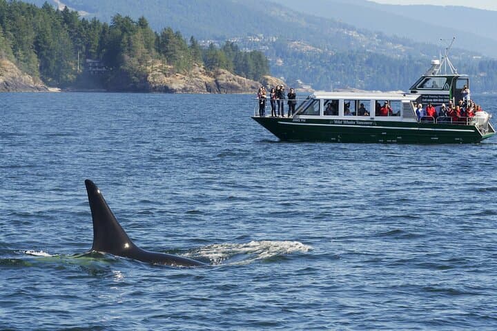 Granville Island Whale Watching: Intimate West Coast Wildlife Cruise photo 4