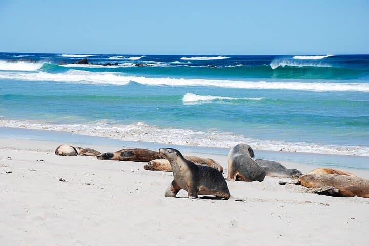 Flinders Chase National Park & Seal Bay: Full-Day Kangaroo Island Cruise Excursion photo 2