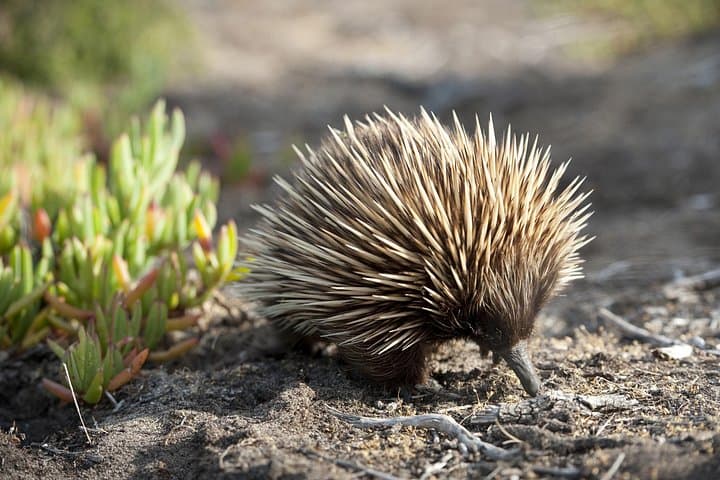 Kangaroo Island Cruise-Ship Wildlife Tour: Penneshaw Sea Lions, Raptors & Wildlife Park