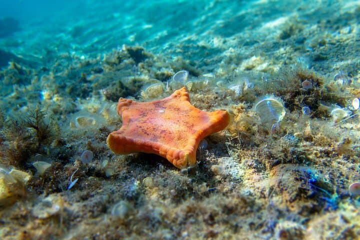 Snorkel Cozumel's El Cielo: Day Trip to Palancar, Colombia & Beach Lunch photo 4