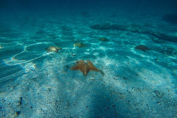 Snorkel Cozumel: Full-Day Tour to El Cielo, Palancar & Colombia Reefs