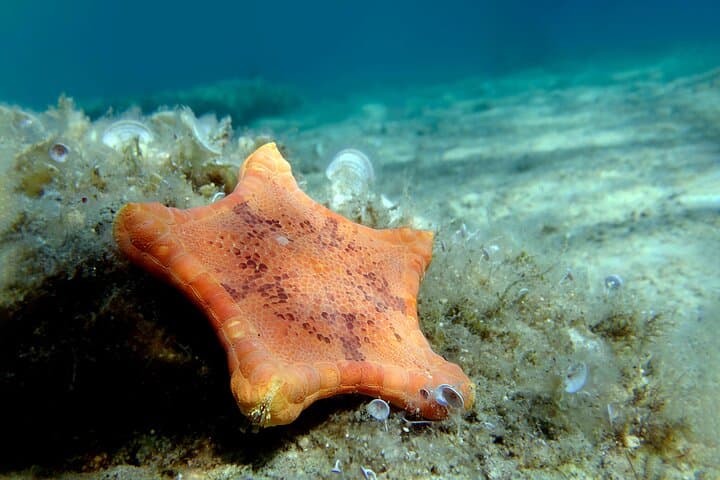 Snorkel Cozumel: Full-Day Tour to El Cielo, Palancar & Colombia Reefs photo 3