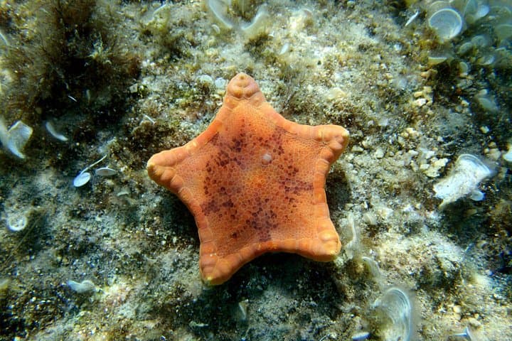 Snorkel Cozumel’s El Cielo, Palancar & Colombia Reefs — Full-Day Adventure photo 4