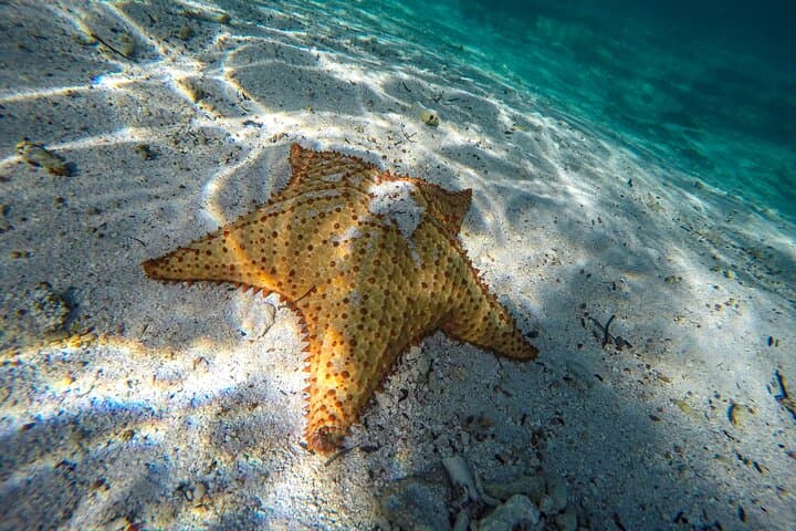 Snorkel Cozumel’s El Cielo, Palancar & Colombia Reefs — Full-Day Adventure photo 1