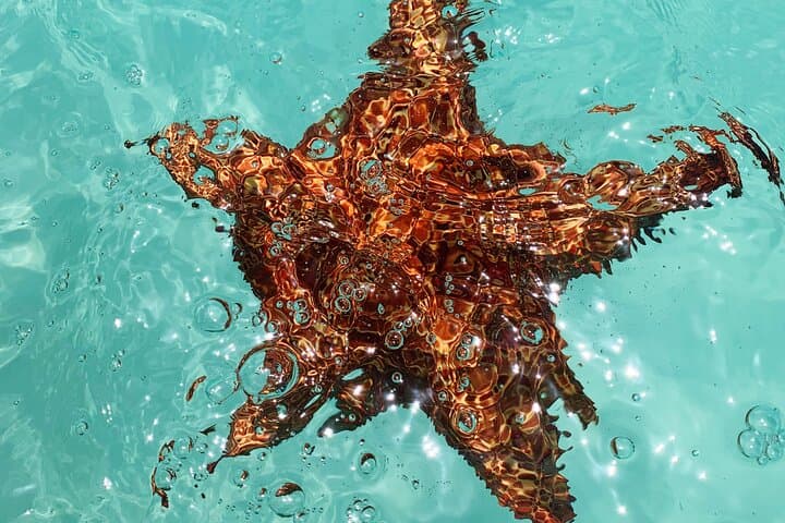 Snorkel El Cielo, Palancar & Colombia Reefs — Cozumel Day Trip from Playa del Carmen photo 5