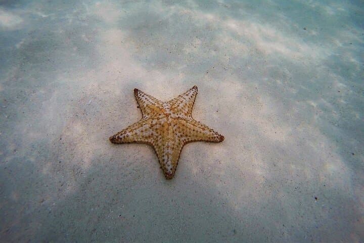 Snorkel El Cielo, Palancar & Colombia Reefs — Cozumel Day Trip from Playa del Carmen photo 3