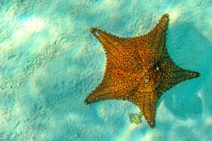 Snorkel El Cielo, Palancar & Colombia Reefs — Cozumel Day Trip from Playa del Carmen