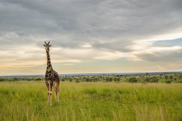 3-Day Murchison Falls Private Safari: Rhino Tracking, Game Drives & Boat Launch photo 6