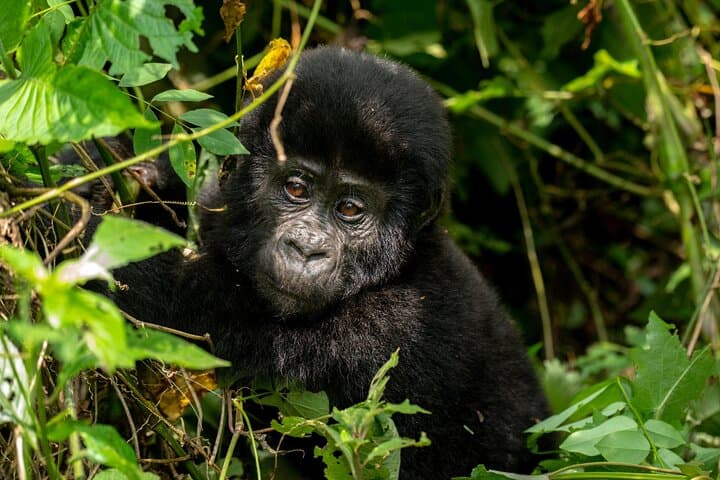 Uganda 5-Day Lion and Gorilla Tracking Safari — Bwindi & Queen Elizabeth Wildlife Adventure photo 2