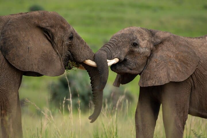 3-Day Murchison Falls Private Safari: Rhino Tracking, Game Drives & Boat Launch photo 5