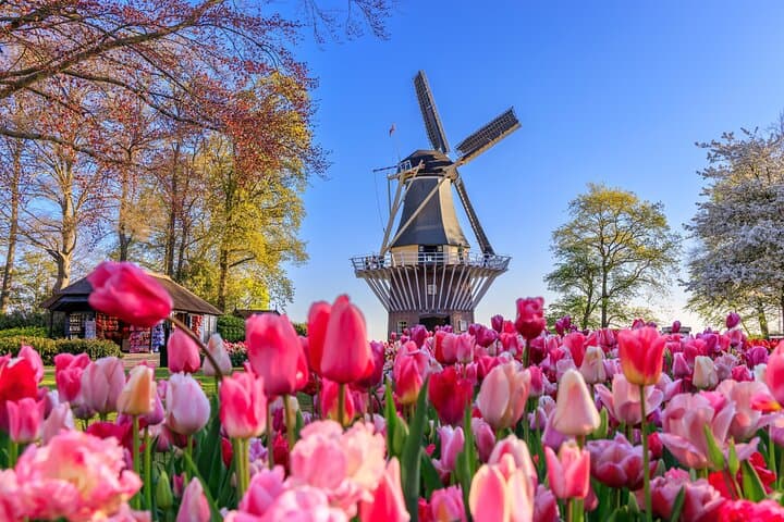 Keukenhof & Tulip Fields Private Floral Adventure from Amsterdam photo 5