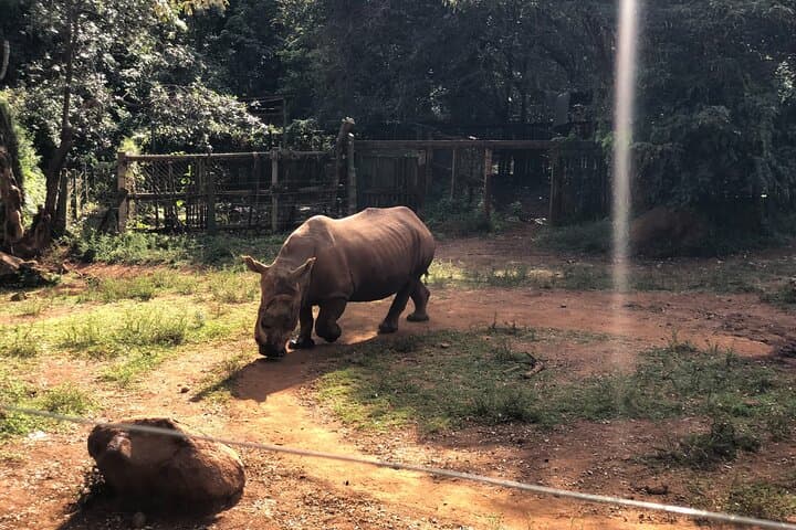 3-Day Murchison Falls Private Safari: Rhino Tracking, Game Drives & Boat Launch photo 3