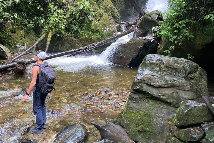 Cocora Valley Trek: Wax Palms and Birdlife Trek from Salento photo 6