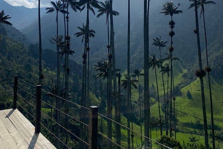 Cocora Valley Trek: Wax Palms and Birdlife Trek from Salento