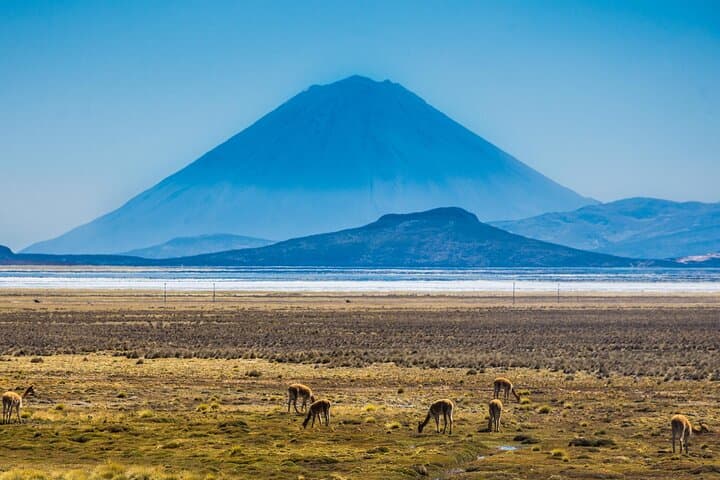Salinas Lagoon Half-Day Tour from Arequipa — Volcano Views, Camelids & Hot Springs photo 6