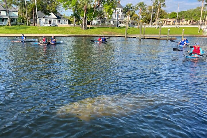 Clear Kayak Manatee Tour — Paddle Tarpon Springs' Anclote River photo 3