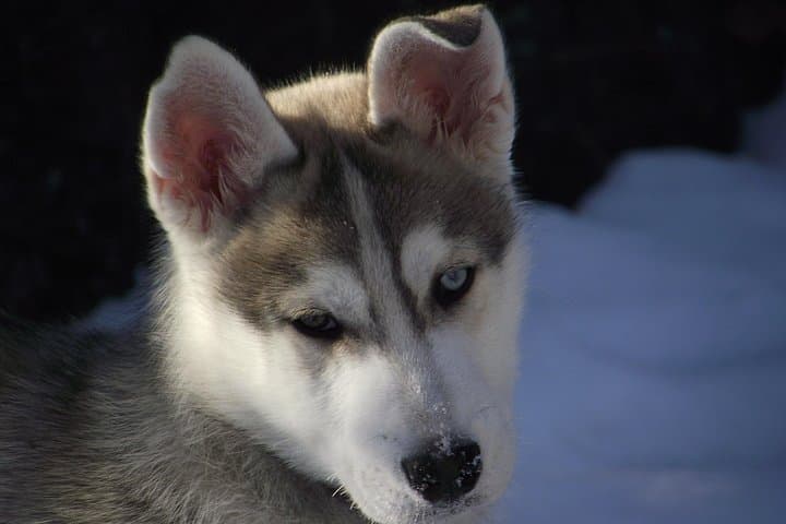 Dogsledding Valley Adventure in the Laurentians — Mont-Tremblant Husky Trail photo 2