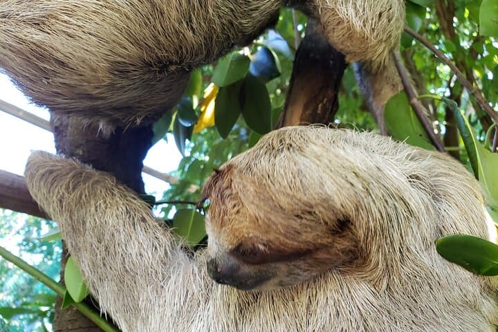Roatán Excursion: Monkeys & Sloths with Chocolate and Rum Tasting photo 2