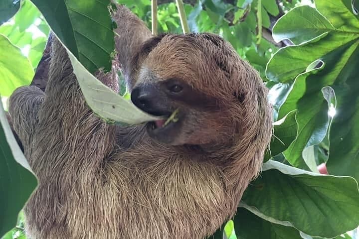 Roatán Excursion: Monkeys & Sloths with Chocolate and Rum Tasting photo 5