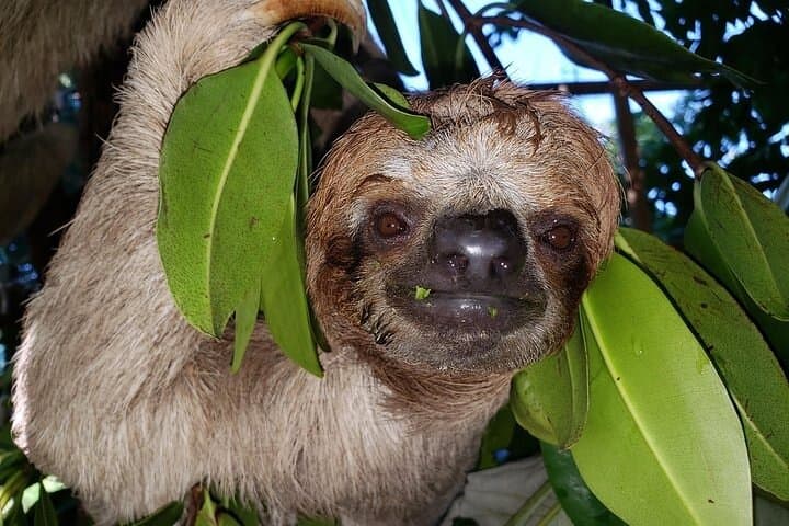 Roatán Excursion: Monkeys & Sloths with Chocolate and Rum Tasting photo 3