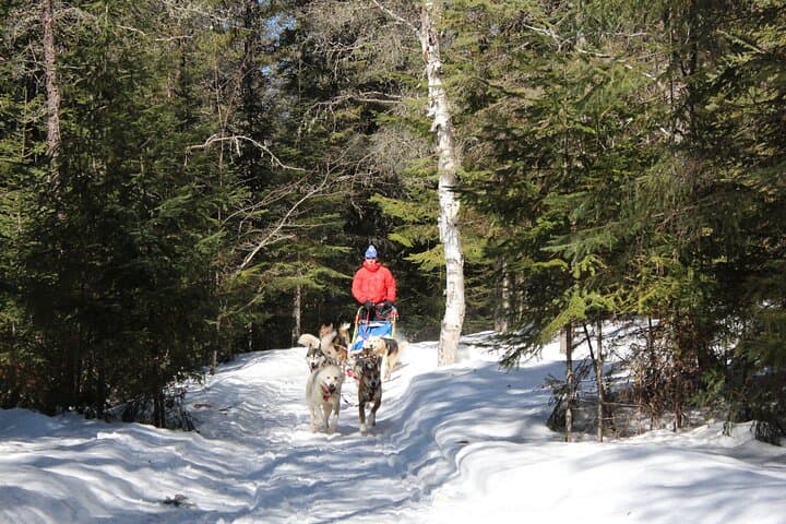 Mont-Tremblant Dogsledding: Nordic Adventure Through Laurentian Forests