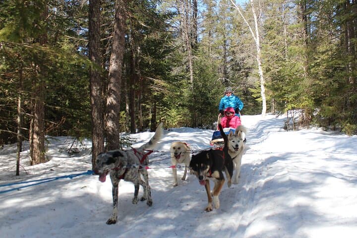 Mont-Tremblant Dogsledding: Nordic Adventure Through Laurentian Forests photo 2
