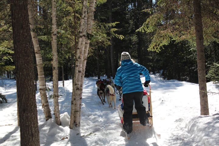 Mont-Tremblant Dogsledding: Nordic Adventure Through Laurentian Forests photo 4
