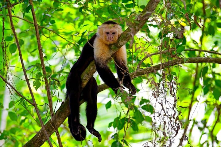 Roatán Excursion: Monkeys & Sloths with Chocolate and Rum Tasting