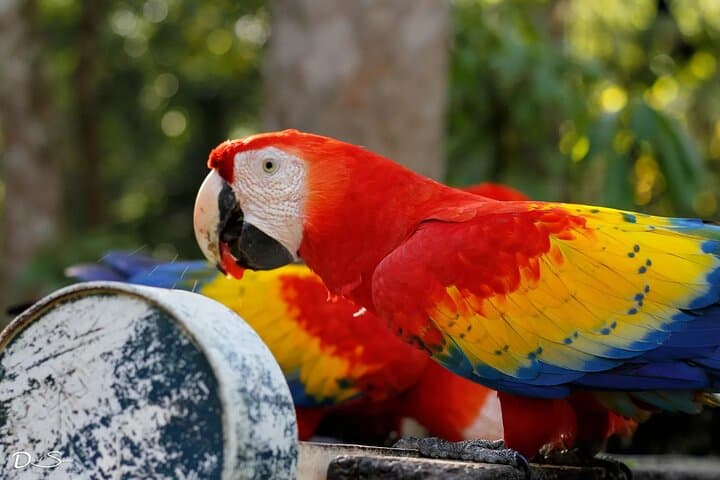 Roatán Excursion: Monkeys & Sloths with Chocolate and Rum Tasting photo 6