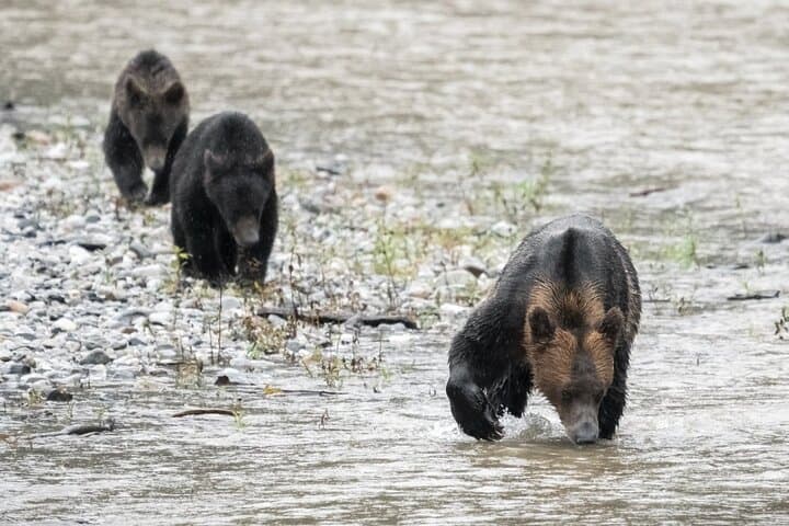Deluxe Grizzlies and Homalco Culture Tour — Campbell River Wildlife & Boat Experience photo 2